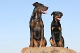 BEAUCERON - ADULTS and PUPPIES 003